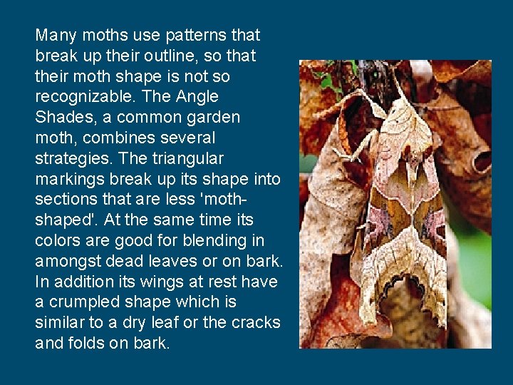 Many moths use patterns that break up their outline, so that their moth shape