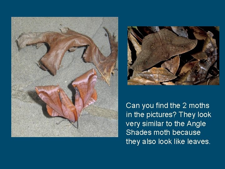 Can you find the 2 moths in the pictures? They look very similar to