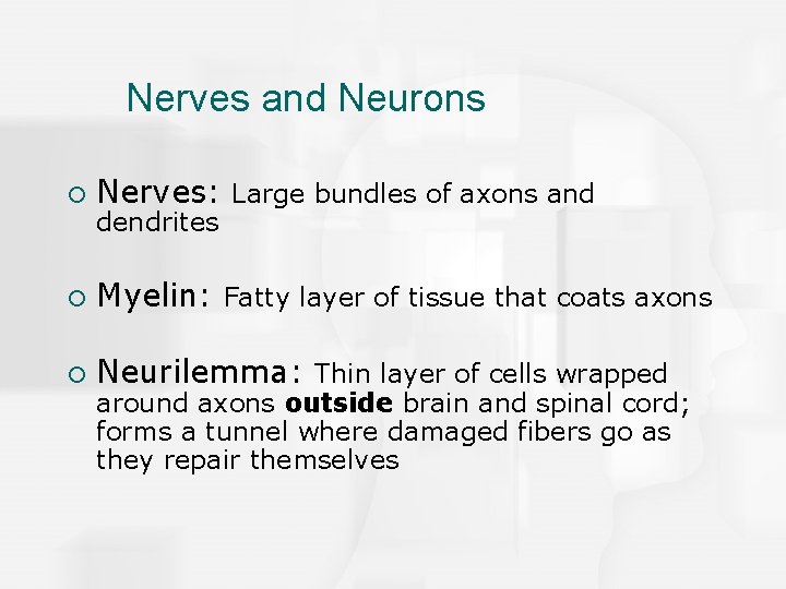 Nerves and Neurons ¡ Nerves: Large bundles of axons and ¡ Myelin: Fatty layer