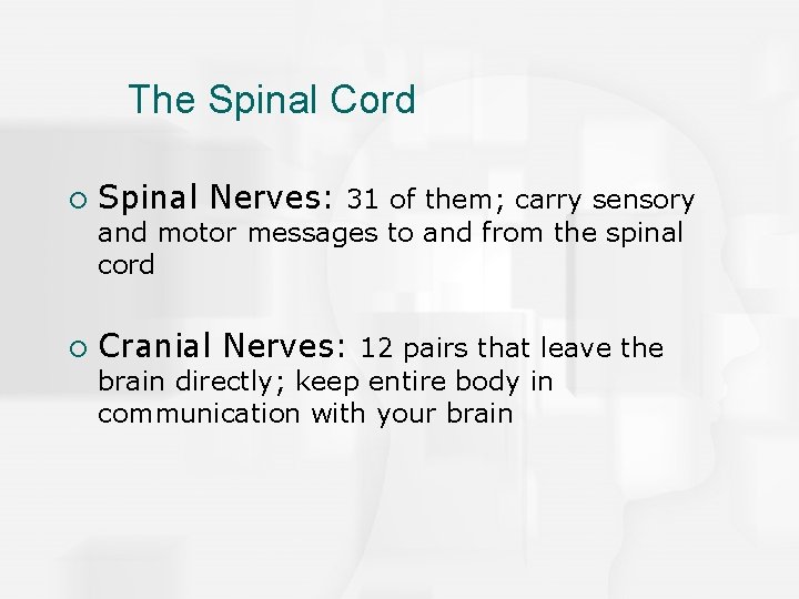 The Spinal Cord ¡ Spinal Nerves: 31 of them; carry sensory and motor messages