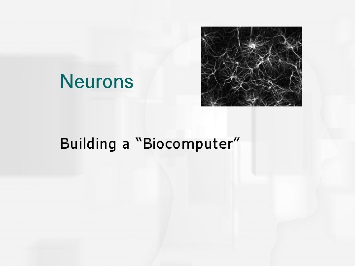 Neurons Building a “Biocomputer” 