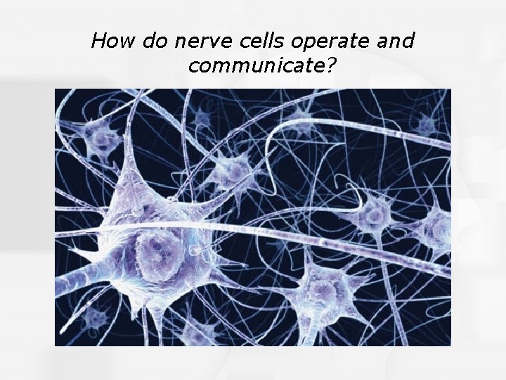 How do nerve cells operate and communicate? 