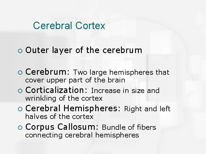 Cerebral Cortex ¡ Outer layer of the cerebrum ¡ Cerebrum: Two large hemispheres that