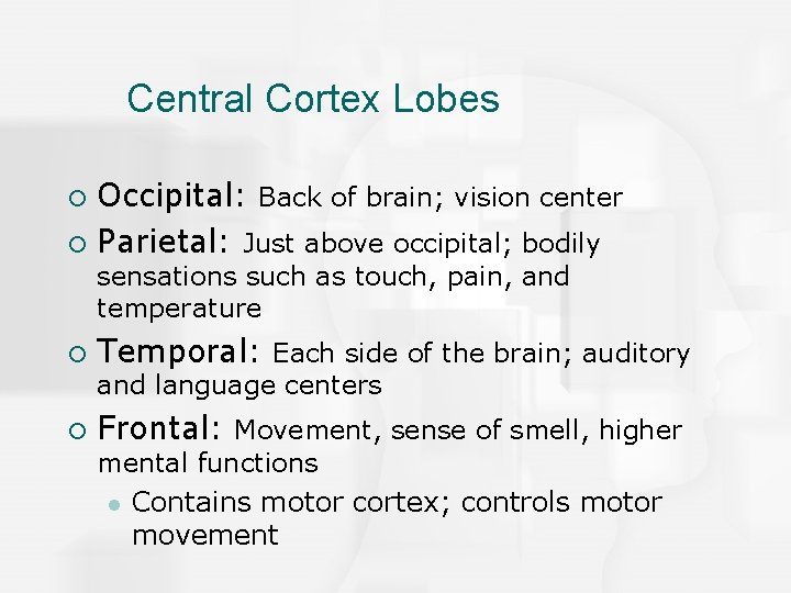 Central Cortex Lobes Occipital: Back of brain; vision center ¡ Parietal: Just above occipital;