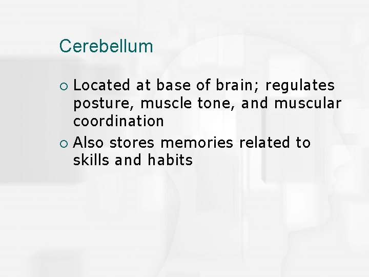Cerebellum Located at base of brain; regulates posture, muscle tone, and muscular coordination ¡