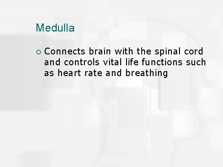 Medulla ¡ Connects brain with the spinal cord and controls vital life functions such