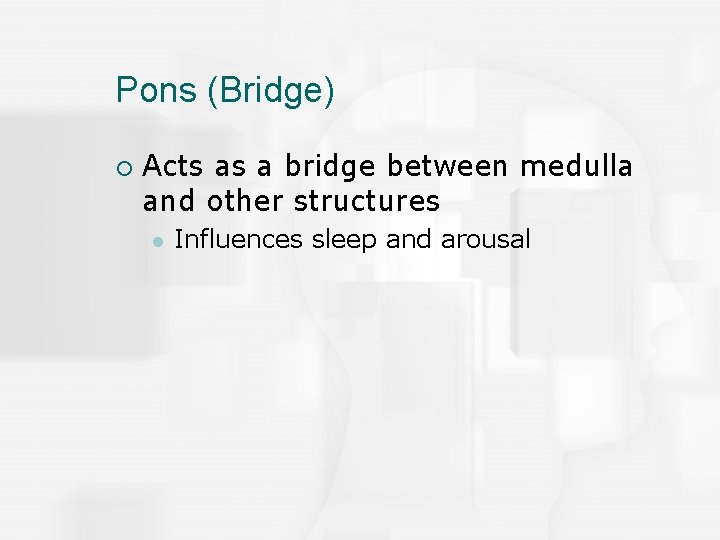 Pons (Bridge) ¡ Acts as a bridge between medulla and other structures l Influences