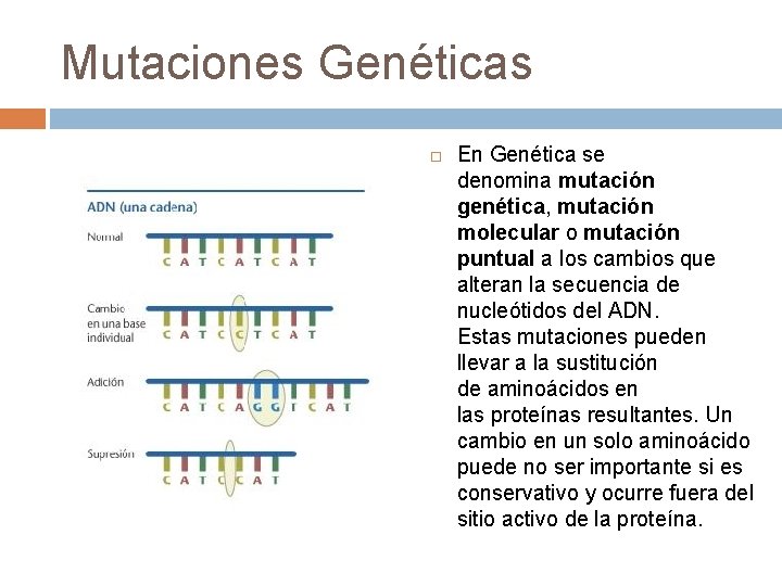 Mutaciones Genéticas En Genética se denomina mutación genética, mutación molecular o mutación puntual a