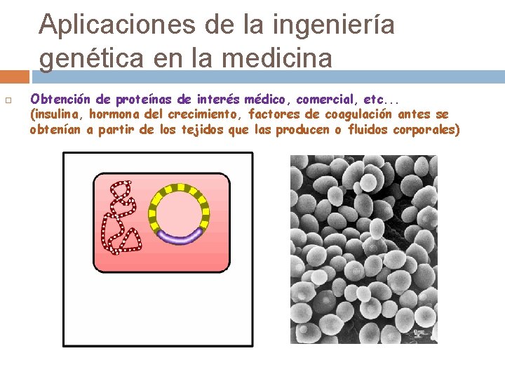 Aplicaciones de la ingeniería genética en la medicina Obtención de proteínas de interés médico,