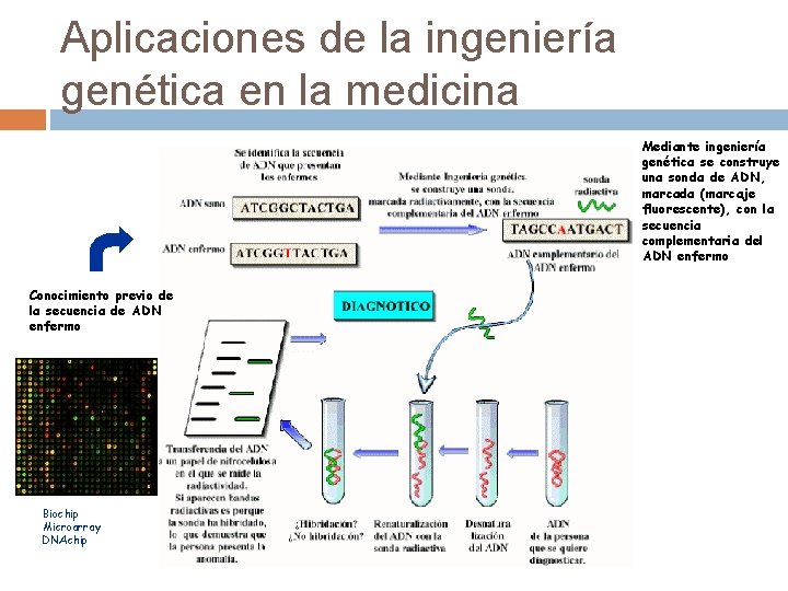 Aplicaciones de la ingeniería genética en la medicina Mediante ingeniería genética se construye una