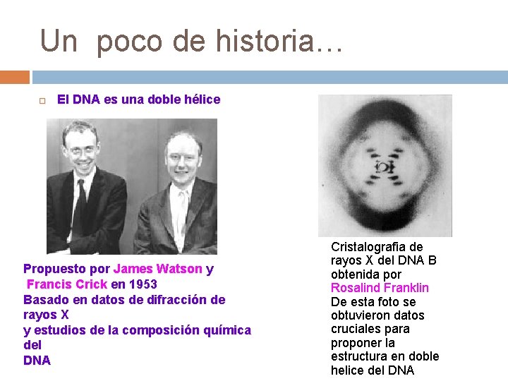 Un poco de historia… El DNA es una doble hélice Propuesto por James Watson