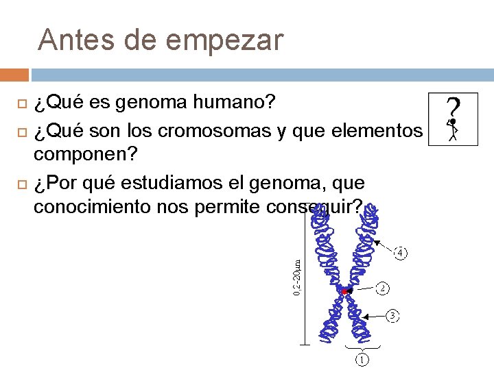 Antes de empezar ¿Qué es genoma humano? ¿Qué son los cromosomas y que elementos