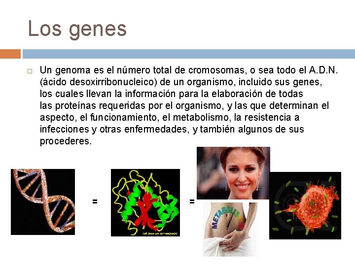 Los genes Un genoma es el número total de cromosomas, o sea todo el