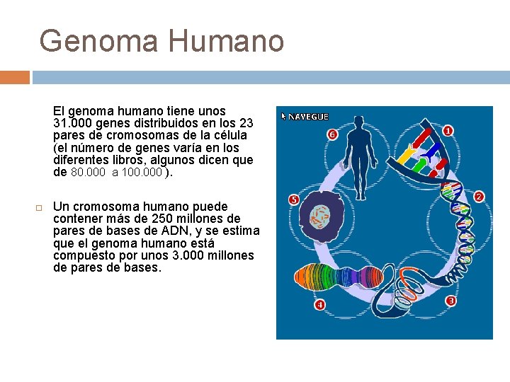 Genoma Humano El genoma humano tiene unos 31. 000 genes distribuidos en los 23