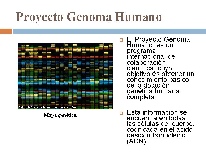 Proyecto Genoma Humano Mapa genético. El Proyecto Genoma Humano, es un programa internacional de