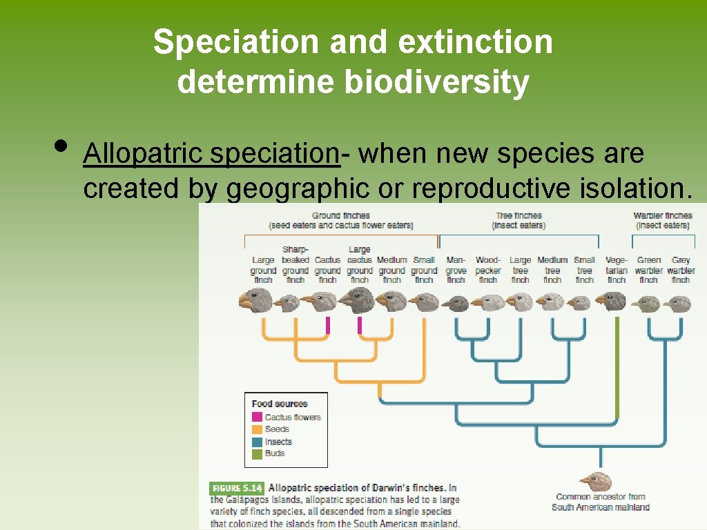 Speciation and extinction determine biodiversity • Allopatric speciation- when new species are created by Speciation and extinction determine biodiversity • Allopatric speciation- when new species are created by