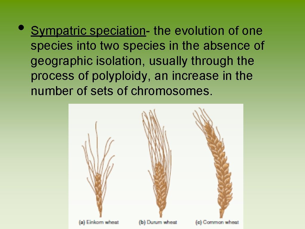 • Sympatric speciation- the evolution of one species into two species in the • Sympatric speciation- the evolution of one species into two species in the