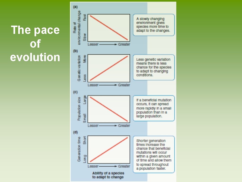 The pace of evolution The pace of evolution