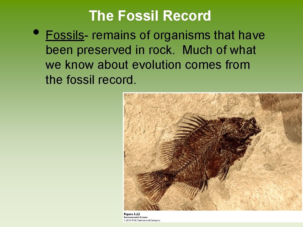 The Fossil Record • Fossils- remains of organisms that have been preserved in rock. The Fossil Record • Fossils- remains of organisms that have been preserved in rock.