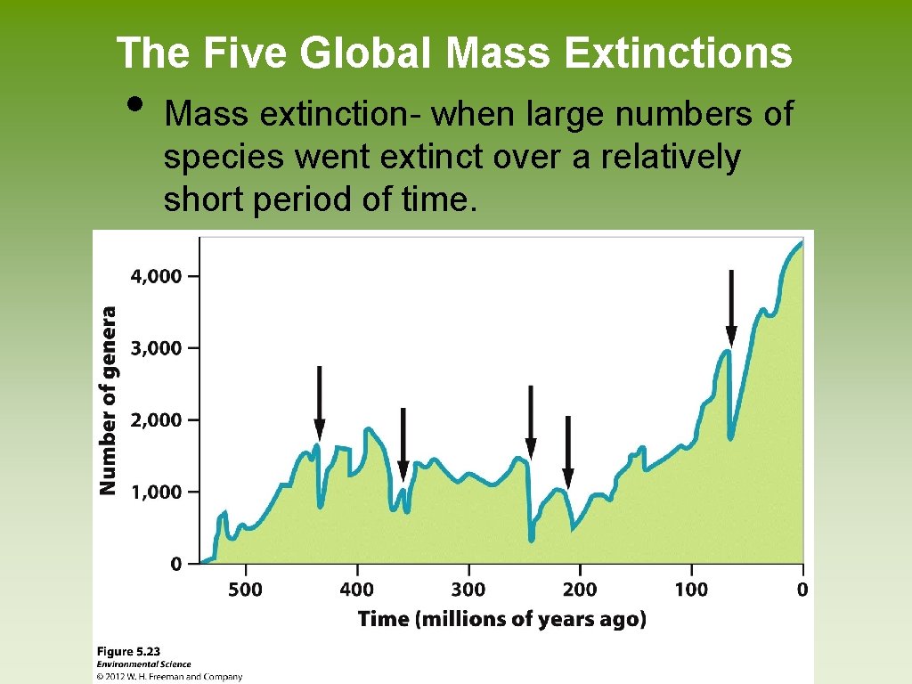 The Five Global Mass Extinctions • Mass extinction- when large numbers of species went The Five Global Mass Extinctions • Mass extinction- when large numbers of species went