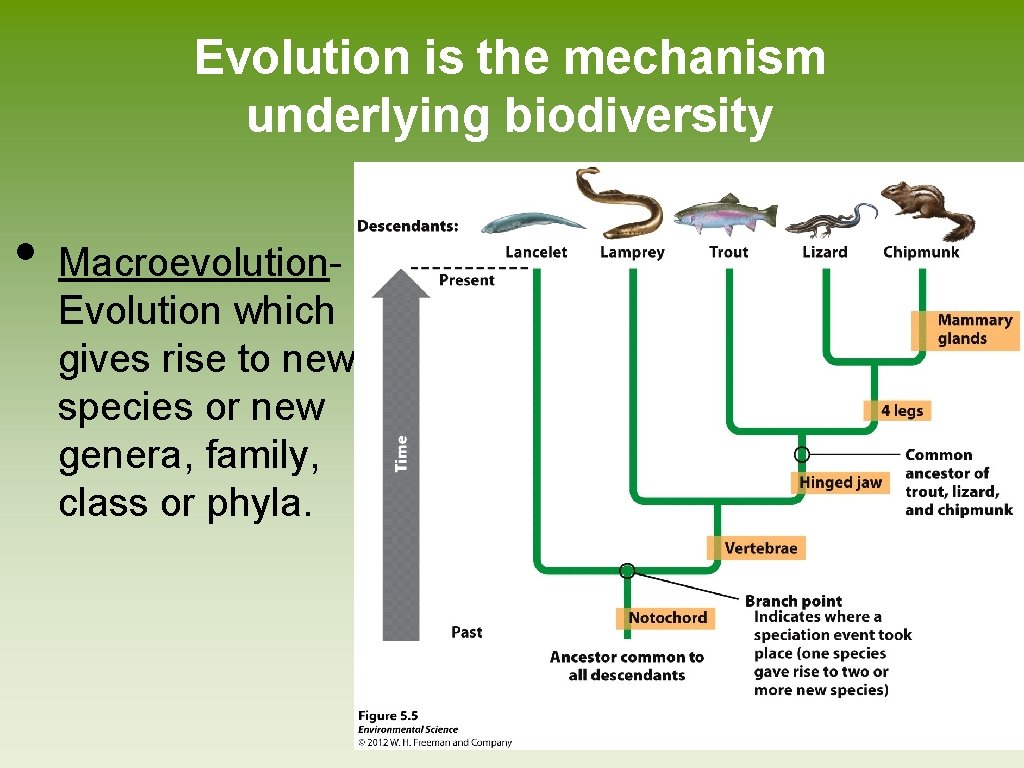 Evolution is the mechanism underlying biodiversity • Macroevolution. Evolution which gives rise to new Evolution is the mechanism underlying biodiversity • Macroevolution. Evolution which gives rise to new