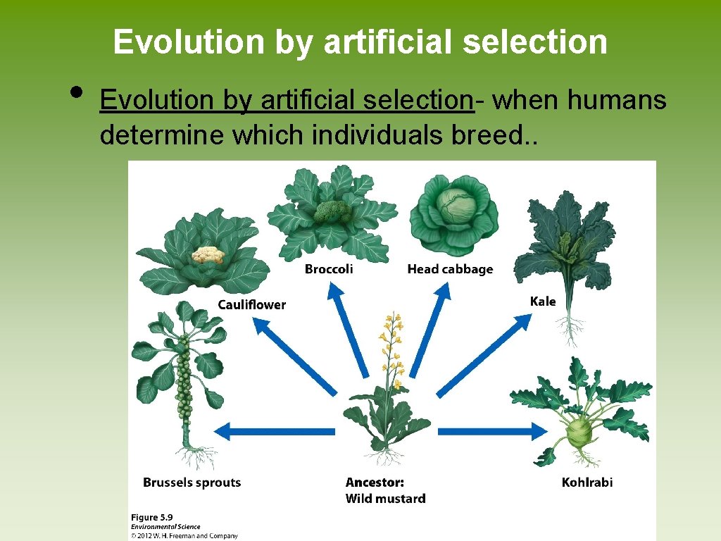 Evolution by artificial selection • Evolution by artificial selection- when humans determine which individuals Evolution by artificial selection • Evolution by artificial selection- when humans determine which individuals