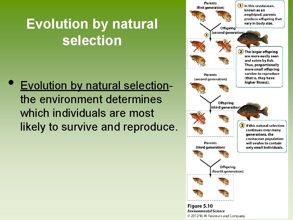 Evolution by natural selection • Evolution by natural selectionthe environment determines which individuals are Evolution by natural selection • Evolution by natural selectionthe environment determines which individuals are
