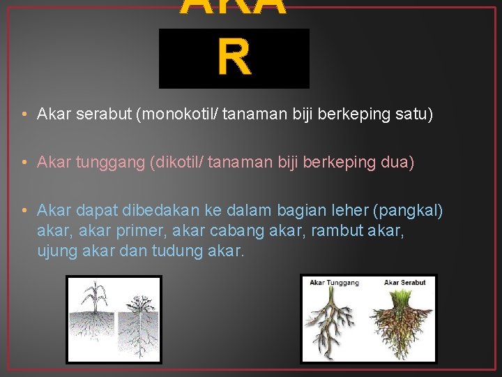 AKA R • Akar serabut (monokotil/ tanaman biji berkeping satu) • Akar tunggang (dikotil/