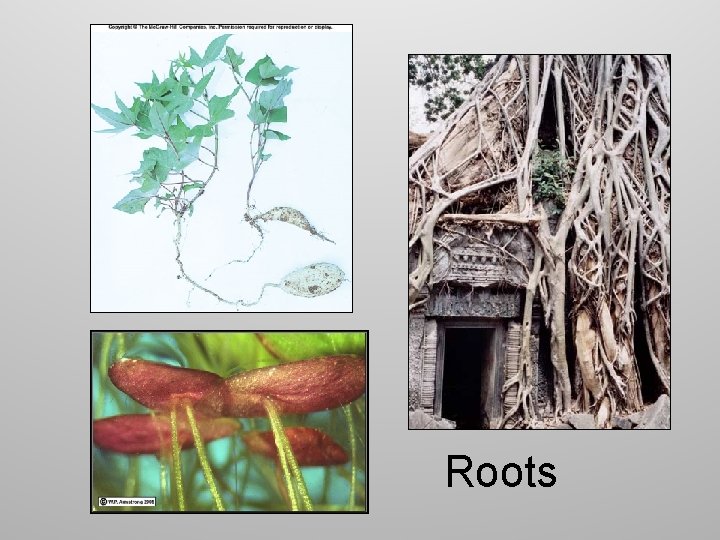 Roots 