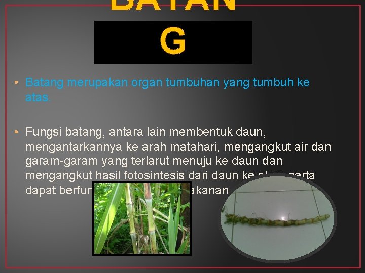 BATAN G • Batang merupakan organ tumbuhan yang tumbuh ke atas. • Fungsi batang,