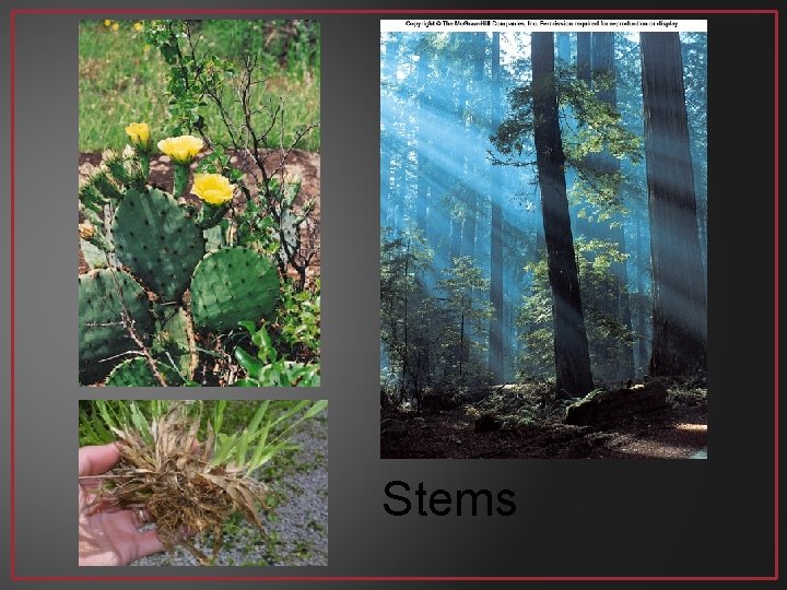 Stems 