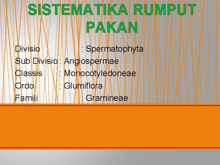 SISTEMATIKA RUMPUT PAKAN Divisio : Spermatophyta Sub Divisio : Angiospermae Classis : Monocotyledoneae Ordo