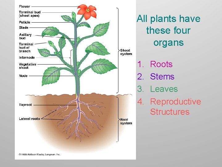 All plants have these four organs 1. 2. 3. 4. Roots Stems Leaves Reproductive