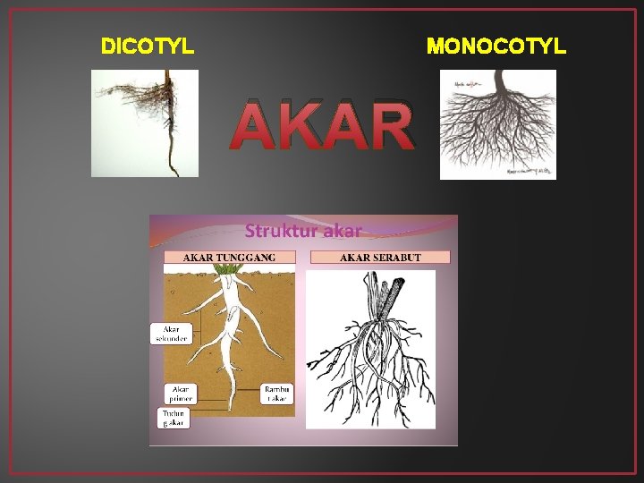 DICOTYL MONOCOTYL AKAR 