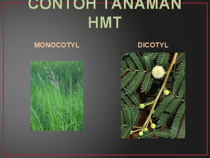 CONTOH TANAMAN HMT MONOCOTYL DICOTYL 