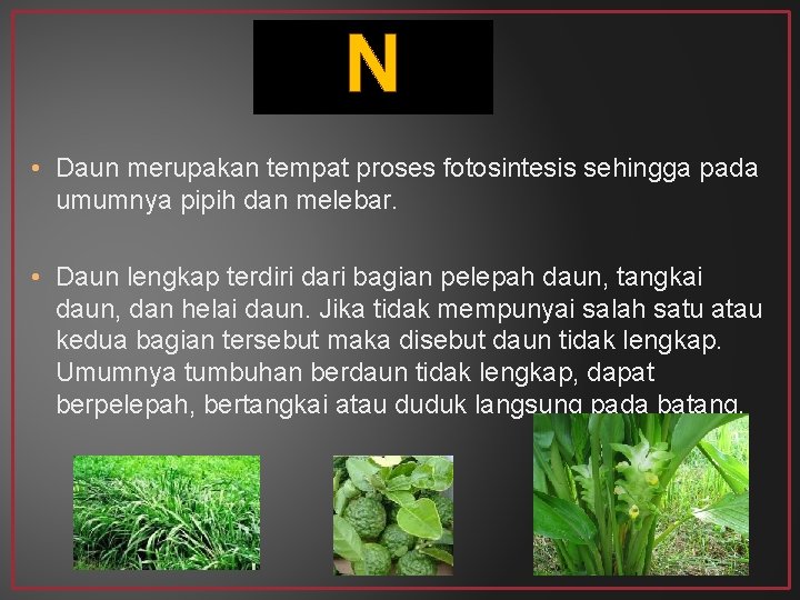 N • Daun merupakan tempat proses fotosintesis sehingga pada umumnya pipih dan melebar. •