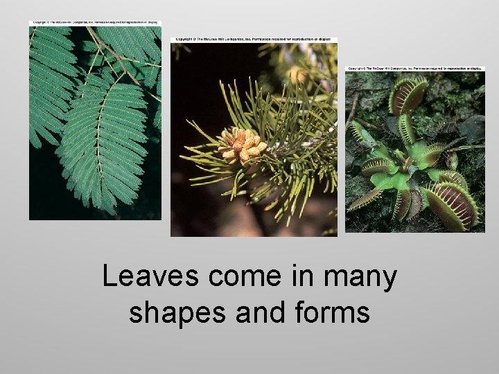 Leaves come in many shapes and forms 