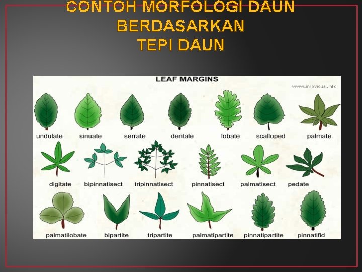 CONTOH MORFOLOGI DAUN BERDASARKAN TEPI DAUN 