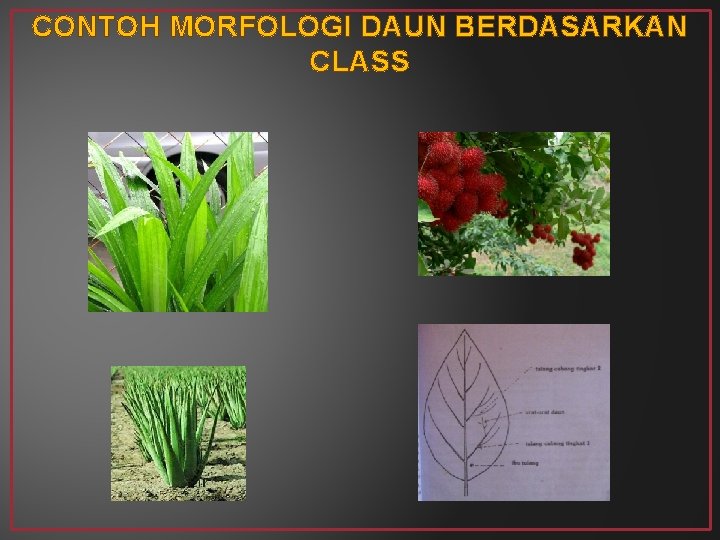 CONTOH MORFOLOGI DAUN BERDASARKAN CLASS 