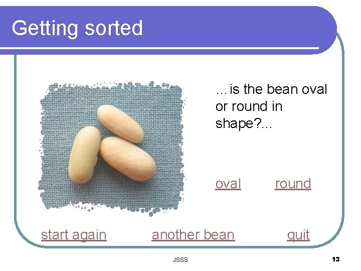 Getting sorted …is the bean oval or round in shape? . . . oval