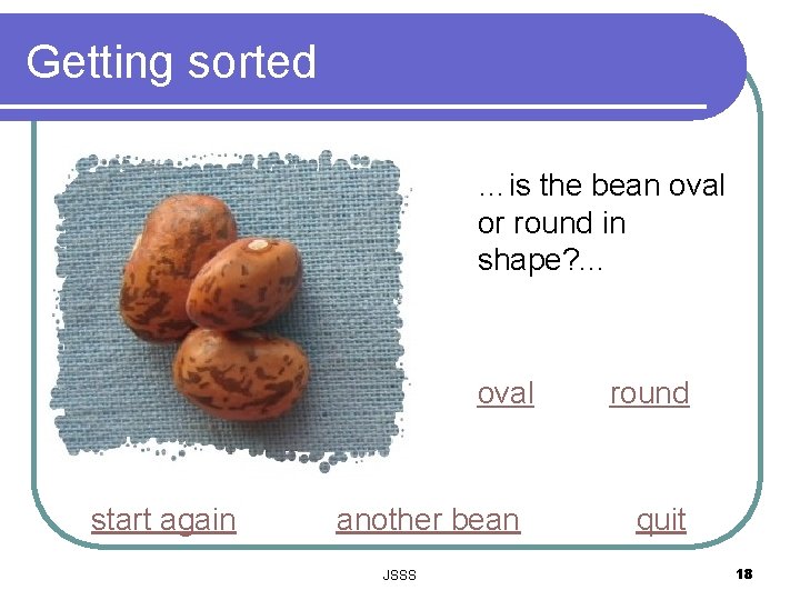 Getting sorted …is the bean oval or round in shape? . . . oval
