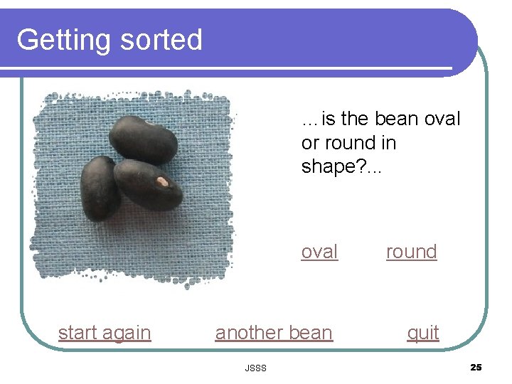 Getting sorted …is the bean oval or round in shape? . . . start