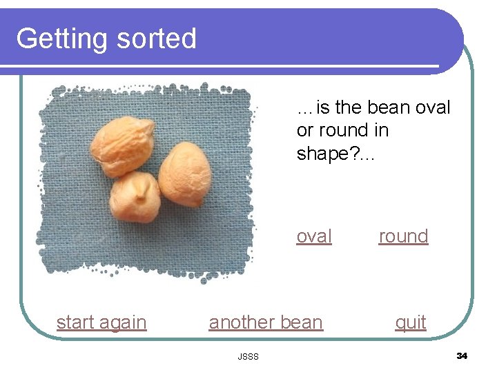 Getting sorted …is the bean oval or round in shape? . . . oval