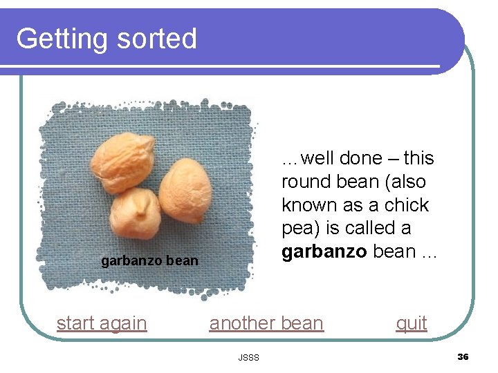 Getting sorted …well done – this round bean (also known as a chick pea)