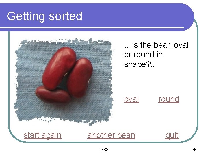 Getting sorted …is the bean oval or round in shape? . . . oval