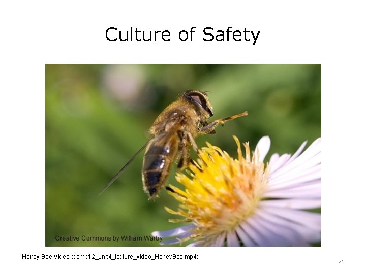 Culture of Safety Honey Bee Video (comp 12_unit 4_lecture_video_Honey. Bee. mp 4) 21 