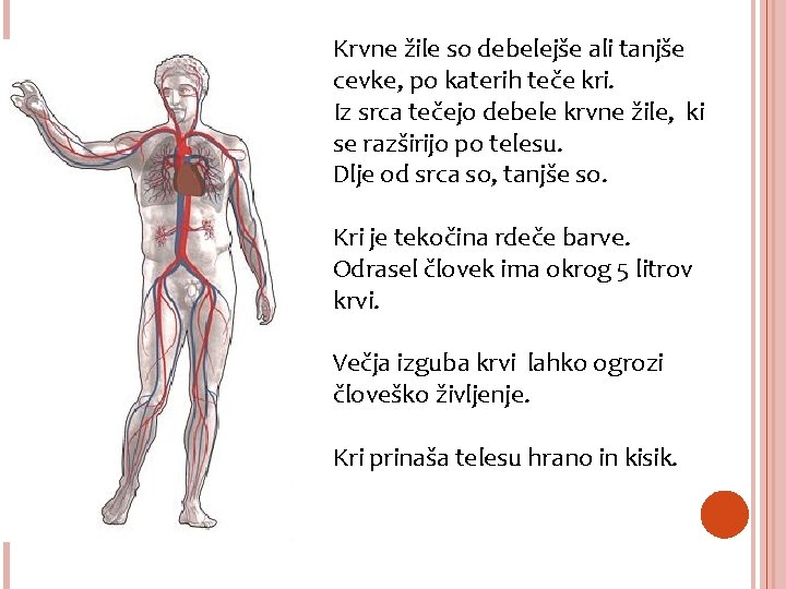 Krvne žile so debelejše ali tanjše cevke, po katerih teče kri. Iz srca tečejo