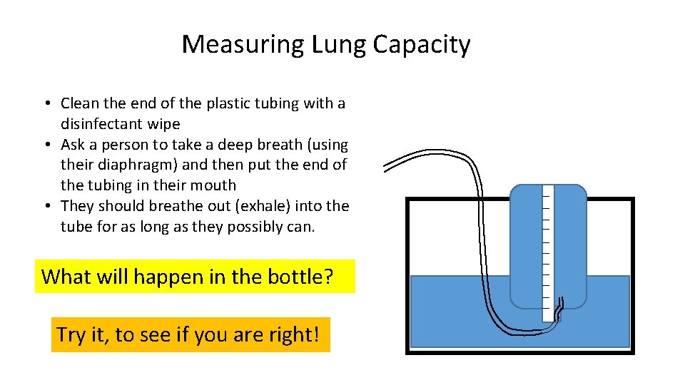 Measuring Lung Capacity • Clean the end of the plastic tubing with a disinfectant