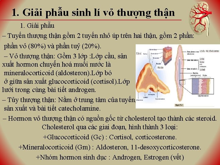 1. Giải phẫu sinh lí vỏ thượng thận 1. Giải phẫu ‒ Tuyến thượng 1. Giải phẫu sinh lí vỏ thượng thận 1. Giải phẫu ‒ Tuyến thượng