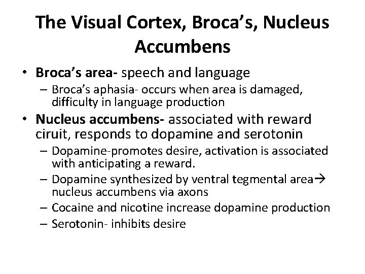 The Visual Cortex, Broca’s, Nucleus Accumbens • Broca’s area- speech and language – Broca’s